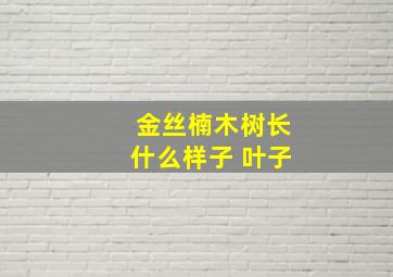 金丝楠木树长什么样子 叶子